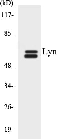 Lyn Colorimetric Cell-Based ELISA Kit