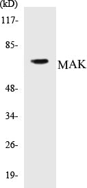 MAK Colorimetric Cell-Based ELISA Kit