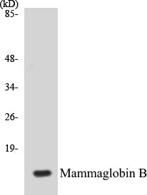 Mammaglobin B Colorimetric Cell-Based ELISA Kit