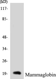 Mammaglobin Colorimetric Cell-Based ELISA Kit