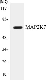 MAP2K7 Colorimetric Cell-Based ELISA Kit