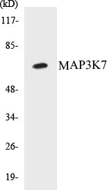 MAP3K7 Colorimetric Cell-Based ELISA Kit