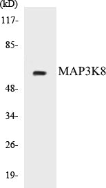 MAP3K8 Colorimetric Cell-Based ELISA Kit