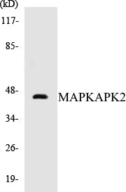 MAPKAPK2 Colorimetric Cell-Based ELISA Kit