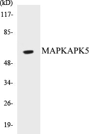 MAPKAPK5 Colorimetric Cell-Based ELISA Kit