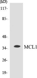 MCL1 Colorimetric Cell-Based ELISA Kit