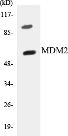 MDM2 Colorimetric Cell-Based ELISA Kit