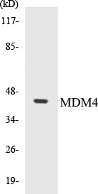 MDM4 Colorimetric Cell-Based ELISA Kit