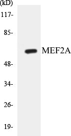 MEF2A Colorimetric Cell-Based ELISA Kit