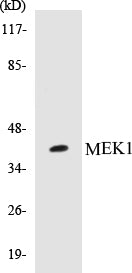 MEK1 Colorimetric Cell-Based ELISA Kit