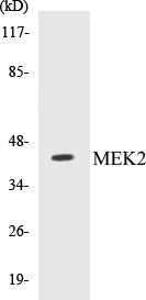 MEK2 Colorimetric Cell-Based ELISA Kit