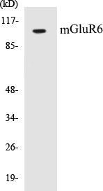 mGluR6 Colorimetric Cell-Based ELISA Kit