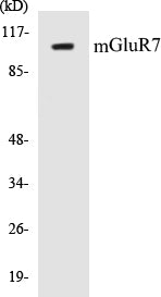 mGluR7 Colorimetric Cell-Based ELISA Kit