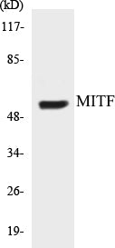 MITF Colorimetric Cell-Based ELISA Kit