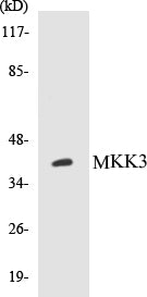 MKK3 Colorimetric Cell-Based ELISA Kit