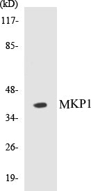 MKP1 Colorimetric Cell-Based ELISA Kit