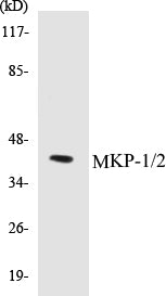 MKP-1/2 Colorimetric Cell-Based ELISA Kit