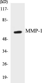 MMP-1 Colorimetric Cell-Based ELISA Kit