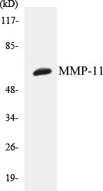 MMP-11 Colorimetric Cell-Based ELISA Kit