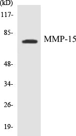 MMP-15 Colorimetric Cell-Based ELISA Kit
