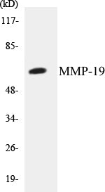 MMP-19 Colorimetric Cell-Based ELISA Kit