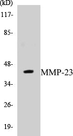 MMP-23 Colorimetric Cell-Based ELISA Kit