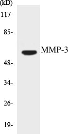 MMP-3 Colorimetric Cell-Based ELISA Kit