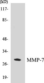 MMP-7 Colorimetric Cell-Based ELISA Kit