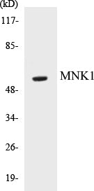 MNK1 Colorimetric Cell-Based ELISA Kit
