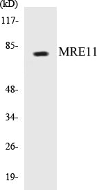 MRE11 Colorimetric Cell-Based ELISA Kit