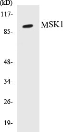 MSK1 Colorimetric Cell-Based ELISA Kit