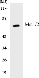 Mst1/2 Colorimetric Cell-Based ELISA Kit