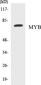 MYB Colorimetric Cell-Based ELISA Kit