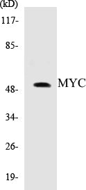 MYC Colorimetric Cell-Based ELISA Kit
