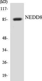 NEDD8 Colorimetric Cell-Based ELISA Kit