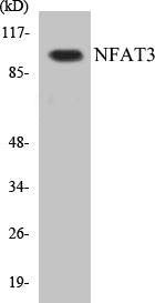 NFAT3 Colorimetric Cell-Based ELISA Kit