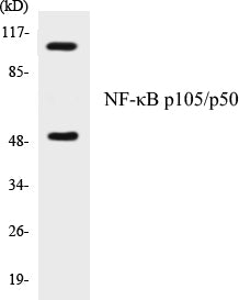 NF-κB p105/p50 Colorimetric Cell-Based ELISA Kit