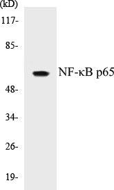 NF-κB p65 Colorimetric Cell-Based ELISA Kit