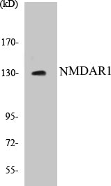NMDAR1 Colorimetric Cell-Based ELISA Kit