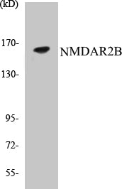NMDAR2B Colorimetric Cell-Based ELISA Kit