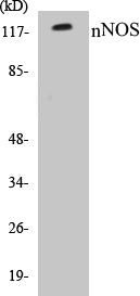 nNOS Colorimetric Cell-Based ELISA Kit