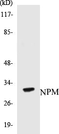 NPM Colorimetric Cell-Based ELISA Kit