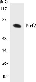 Nrf2 Colorimetric Cell-Based ELISA Kit