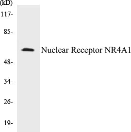 Nuclear Receptor NR4A1 Colorimetric Cell-Based ELISA Kit