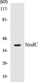 NudC Colorimetric Cell-Based ELISA Kit
