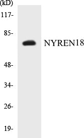 NYREN18 Colorimetric Cell-Based ELISA Kit