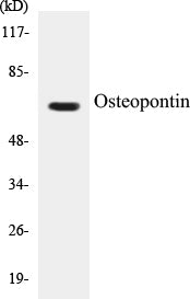 Osteopontin Colorimetric Cell-Based ELISA Kit