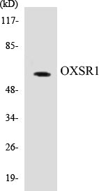OXSR1 Colorimetric Cell-Based ELISA Kit