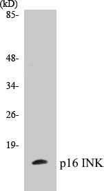 p16 INK Colorimetric Cell-Based ELISA Kit