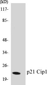 p21 Cip1 Colorimetric Cell-Based ELISA Kit